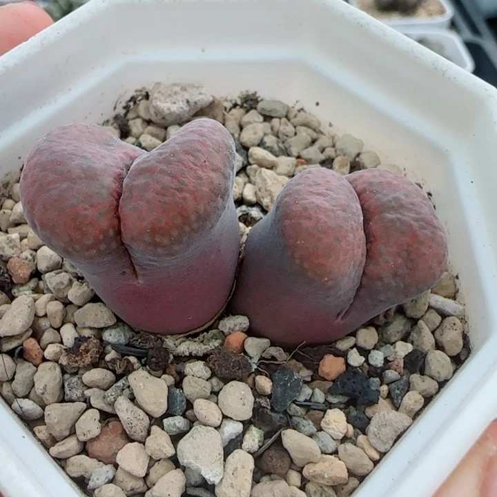 多肉植物双节清货99号