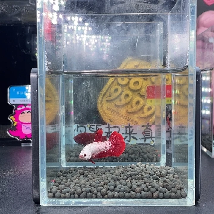 斗鱼51号926早红龙