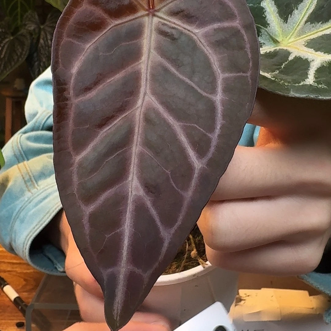 不开花植物L69银骑士杂米歇尔