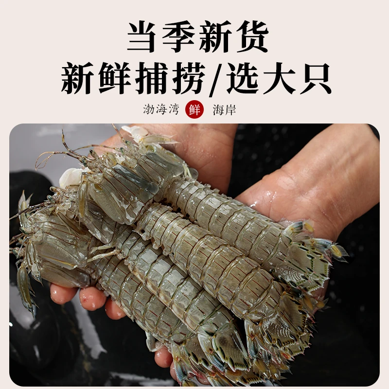 渤海湾鲜活虾爬子皮皮虾78.9元2斤拍2斤送1斤到手3斤公母混保鲜不保活海鲜