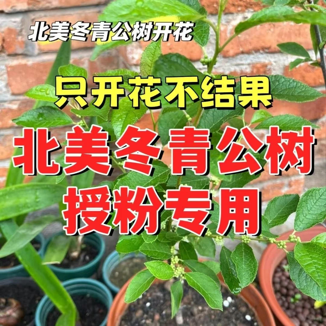 北美冬青雄株树苗授粉专用可盆栽于庭院阳台客厅的植物花卉