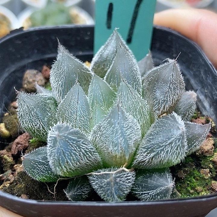 咩***羊17梦露1234567895