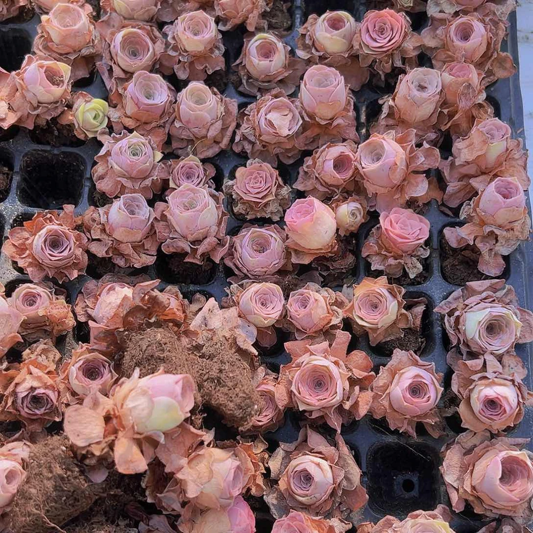 迷你超粉20个玫瑰