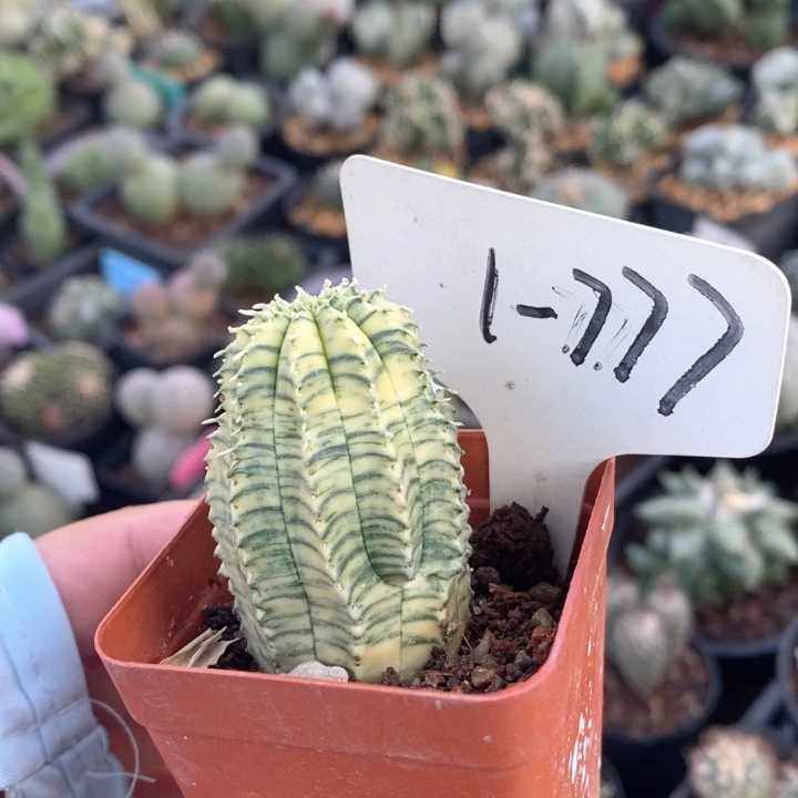 无花朵屠龙记酷我陌陌摸摸哦哦哦哟哟