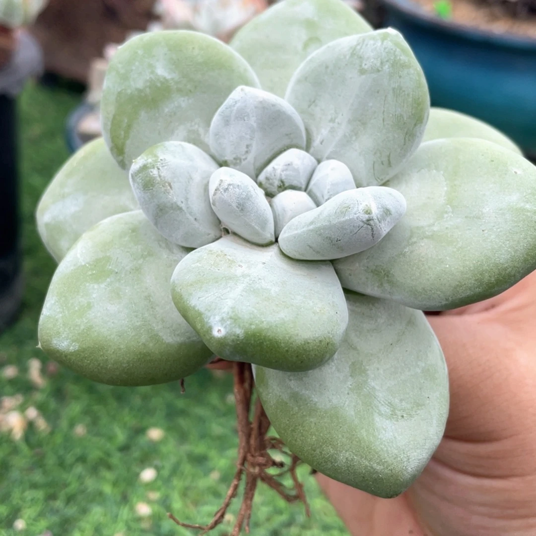 玫瑰拇指粗桩福利