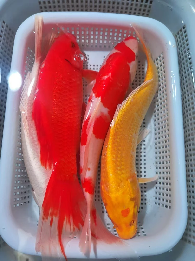 【 3】18-20cm 1红白1黄1白1红草 新手好养耐活 观赏鱼