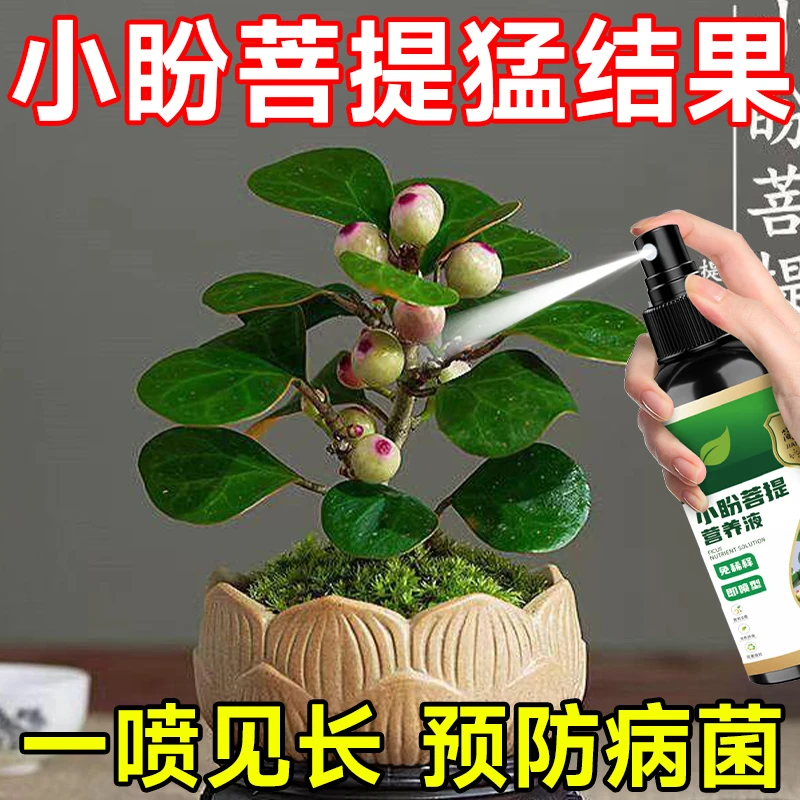 小盼菩提营养液防黄叶落果枯萎促生长绿叶免稀释小盼菩提叶面肥