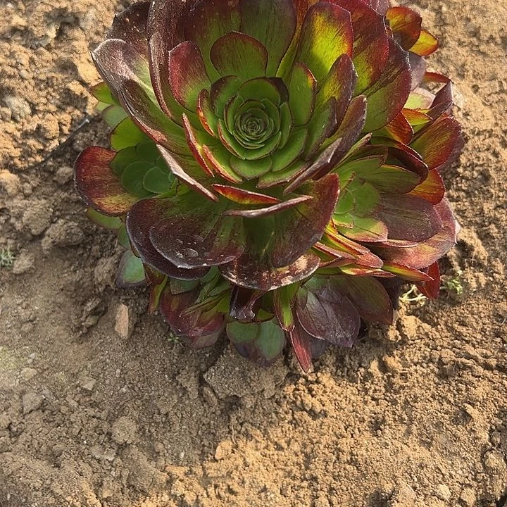 花月夜拉丝多肉植物2