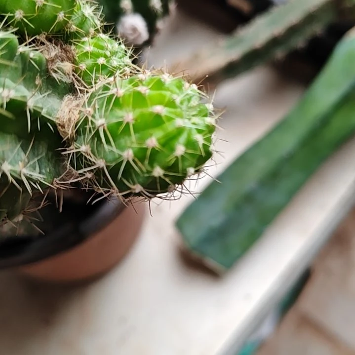 苦***乐静静丽花侧芽3CM和4CM左右各一个