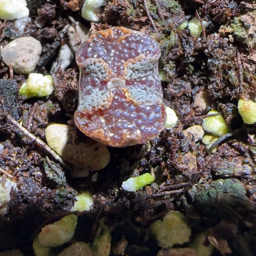肉锥多肉植物组合-蝴蝶525