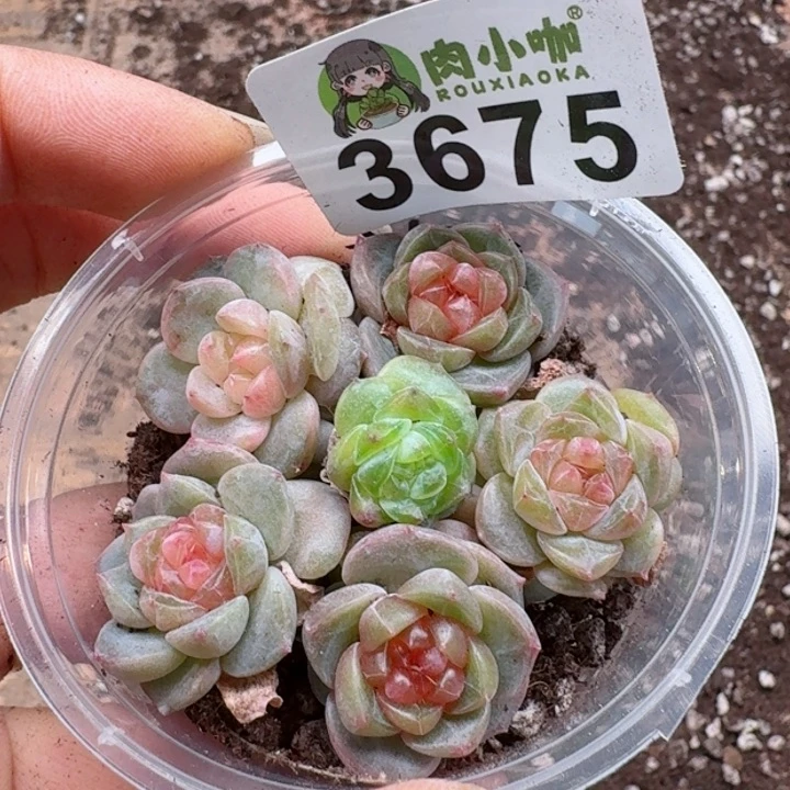 多肉植物多肉植物