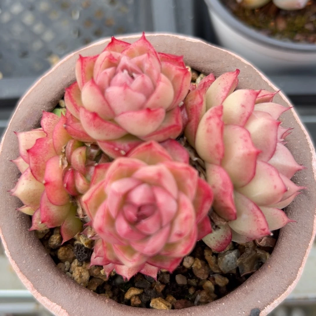 红女王精控多肉一物一拍