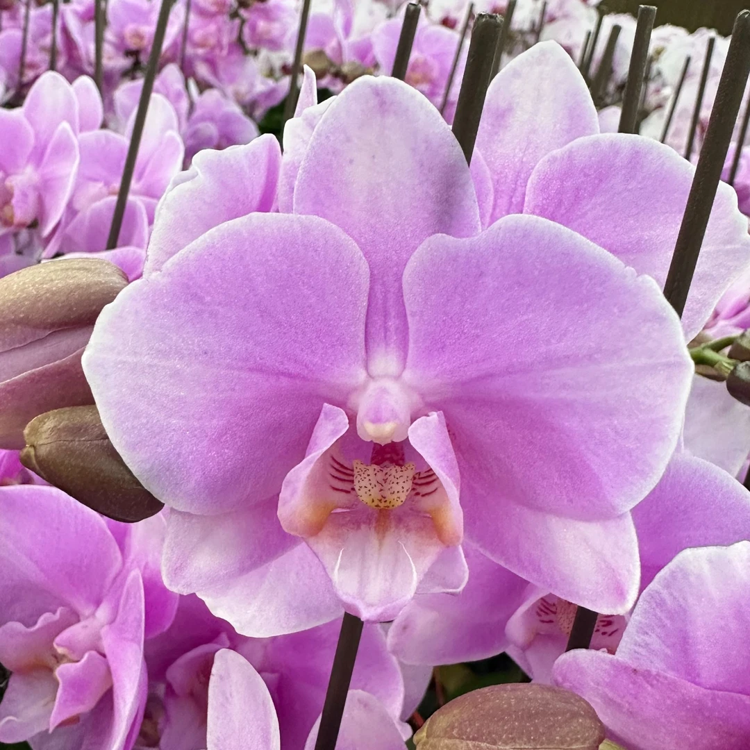 刚刚好蝴蝶兰（蝴蝶兰新婚宴双带花带花苞）开花珠发货
