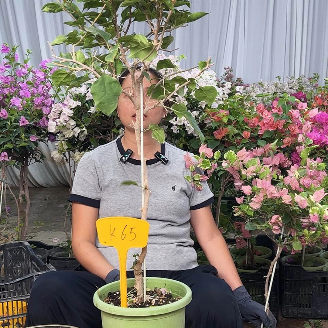 大部分花苞少量开放K65金色光辉