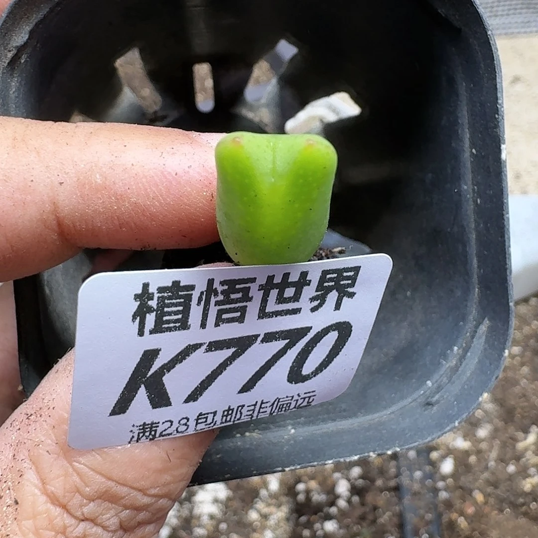 多肉植物的润泽gbbn