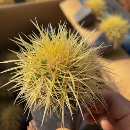 墨西哥怒虎（小精致）一物一拍