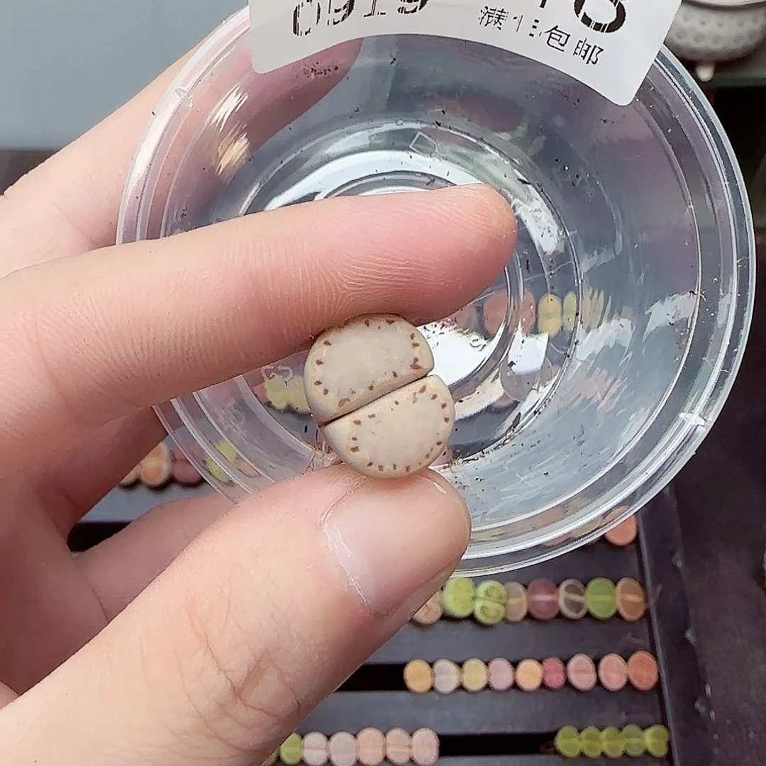 听****满满18包邮0919-318