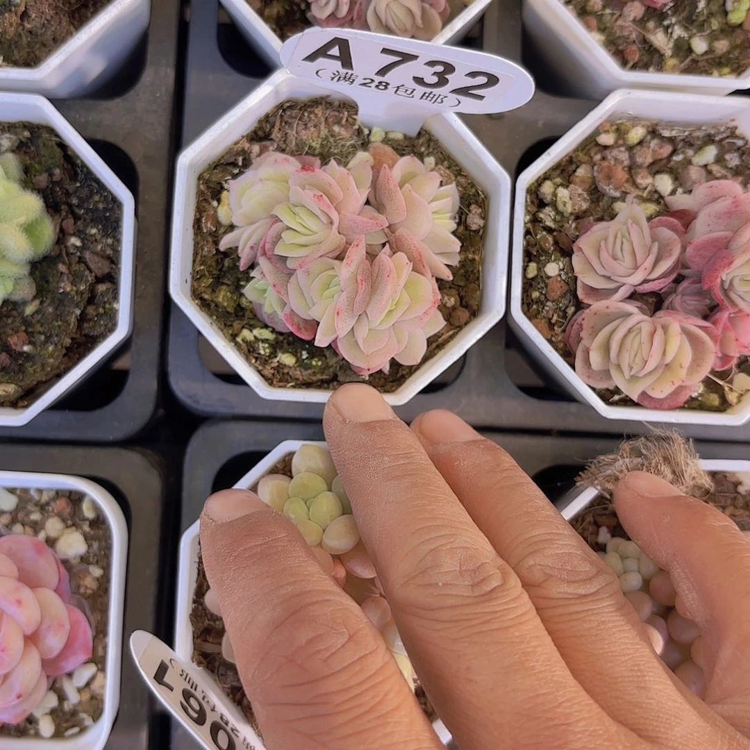 A732冰玫瑰锦一物一拍