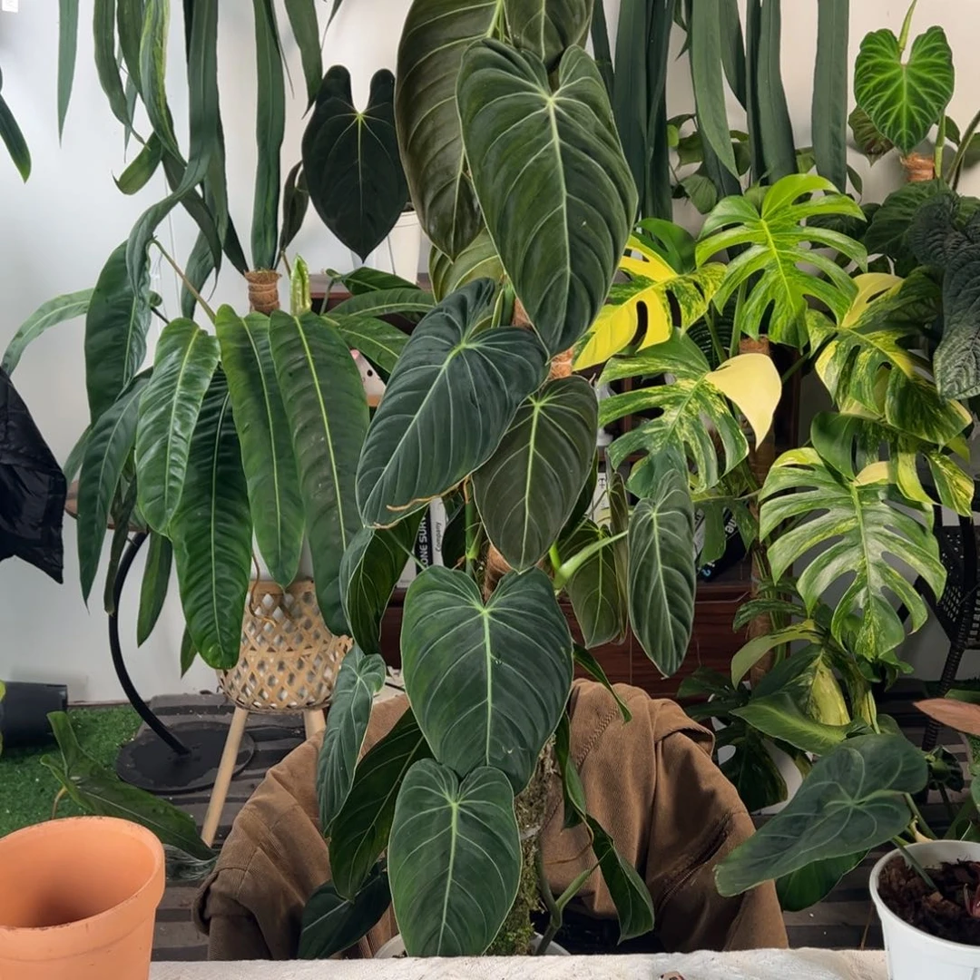 完全开放双株上柱黑金蔓绿绒整高1.28米