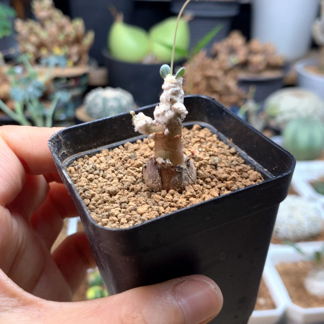 小派马厚敦菊带盆