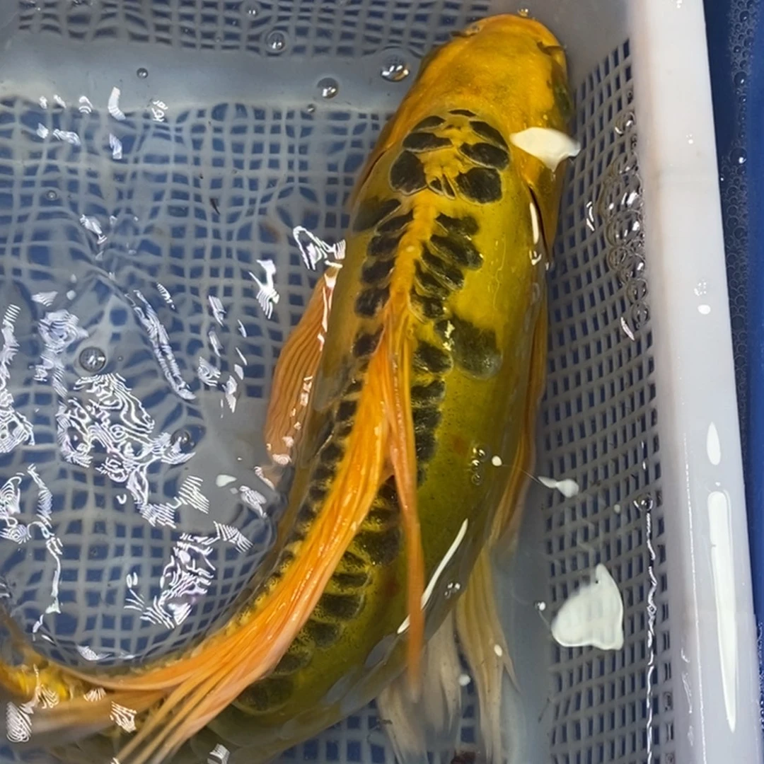 锦鲤冷水锦鲤包邮