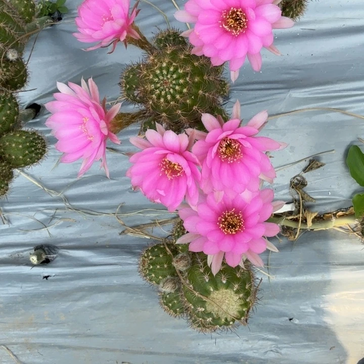 矮胖白檀361侧芽一个