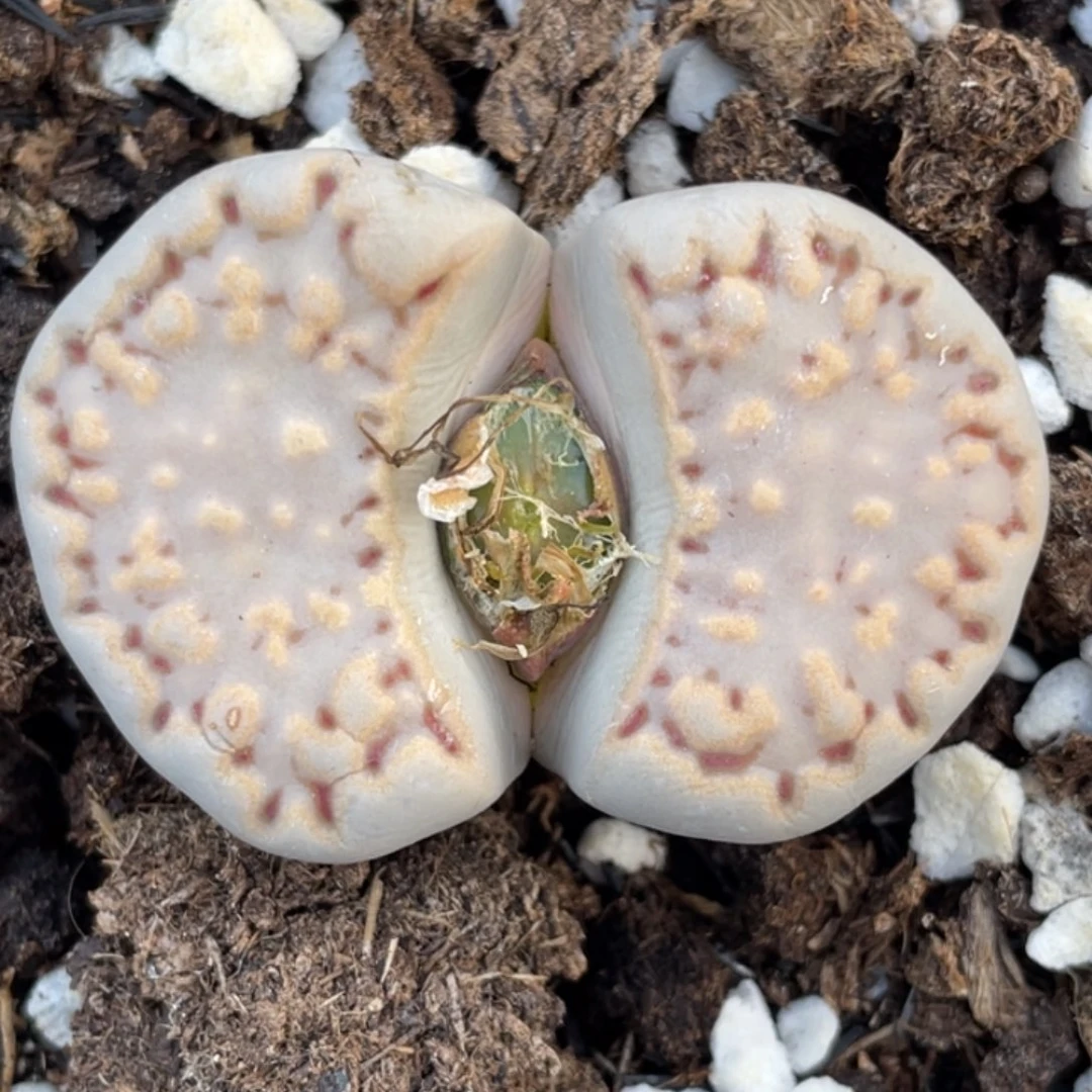 非偏远满20包邮574