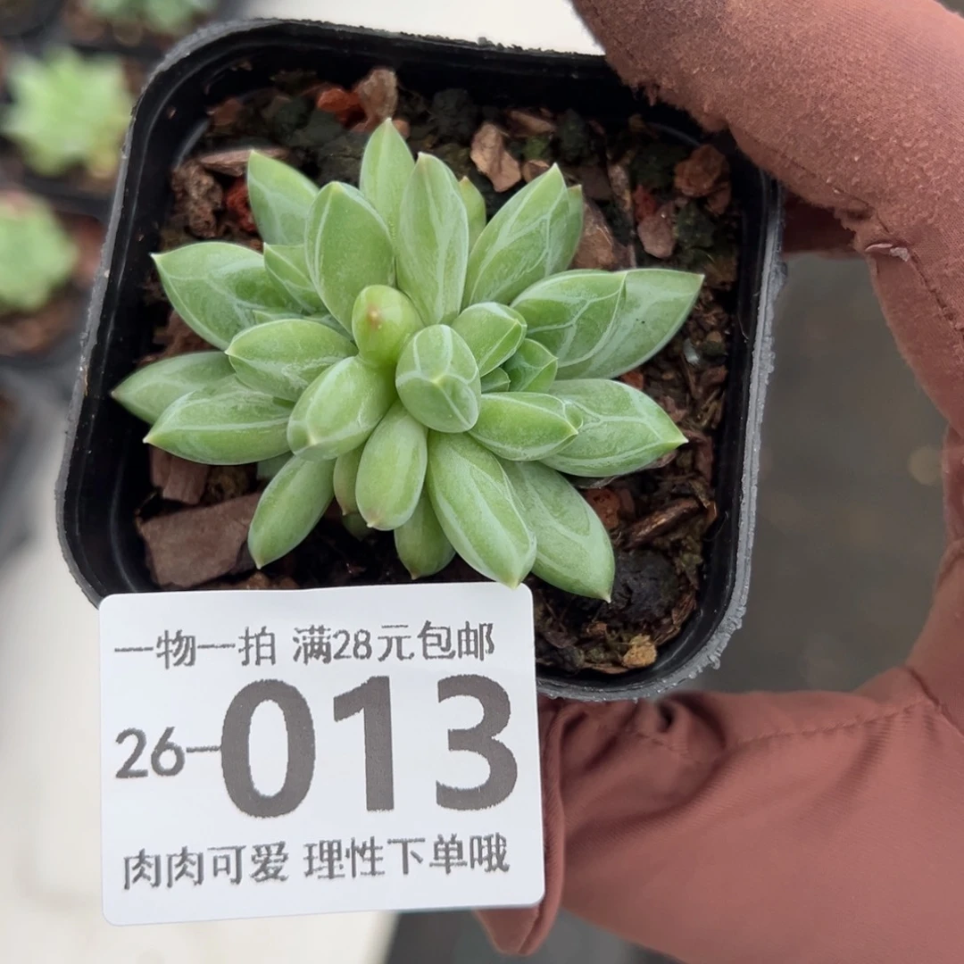 胖体青花瓷多多肉多肉多肉