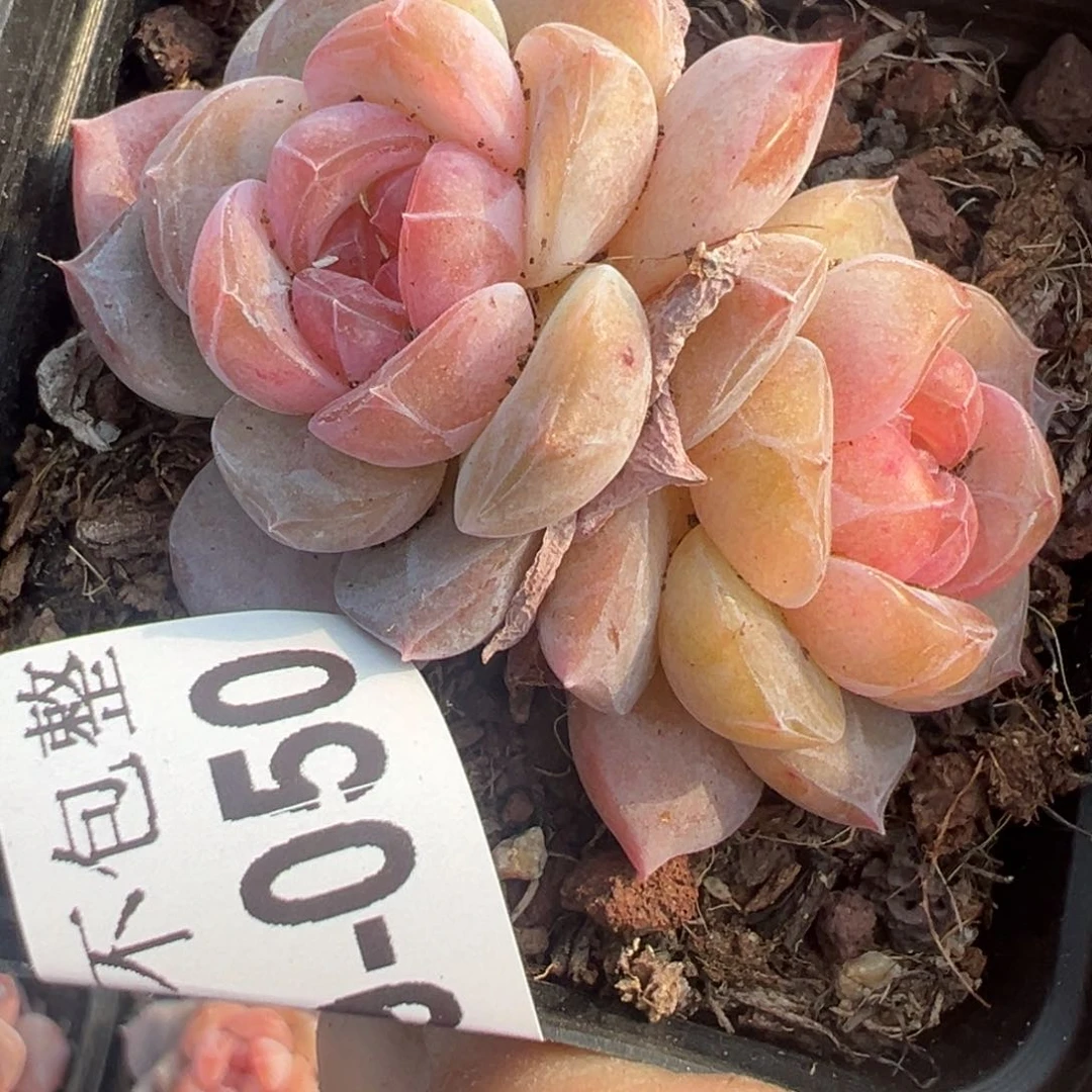 小卡拉米糖心一物一拍19-50