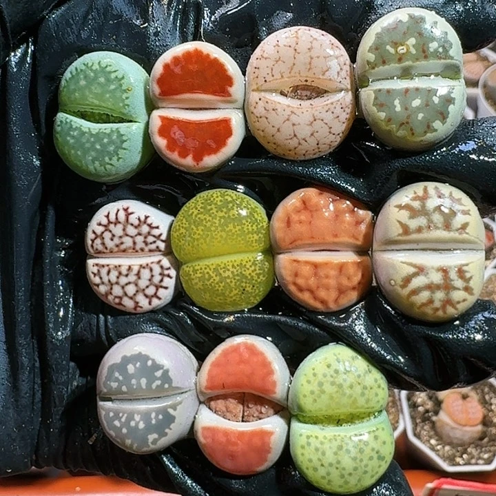 生石花11111111。    307