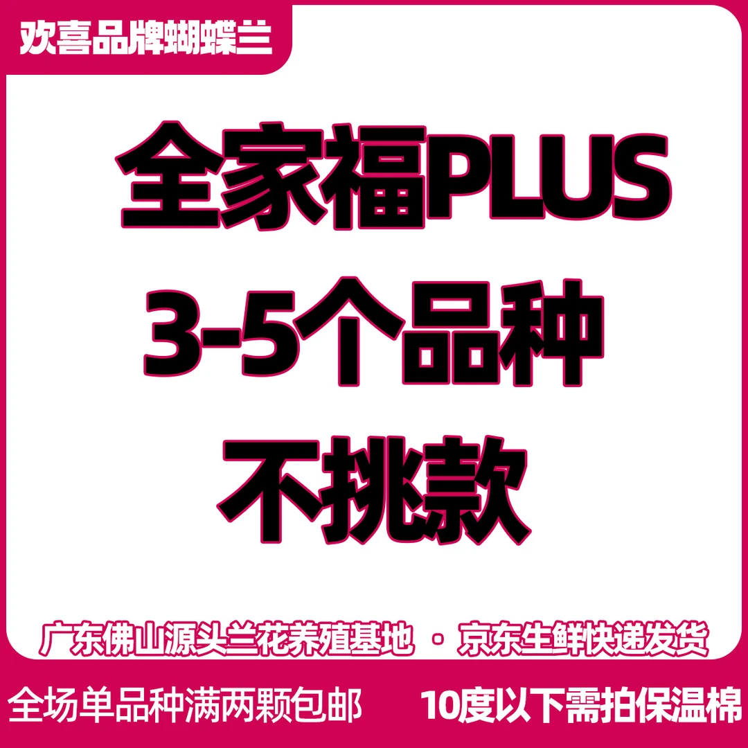 【明星桶】精品蝴蝶兰3.5寸超大杯室内绿植