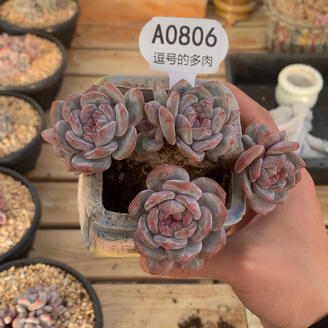 解***忧A0806 星影老桩飘枝 无砍 11cm