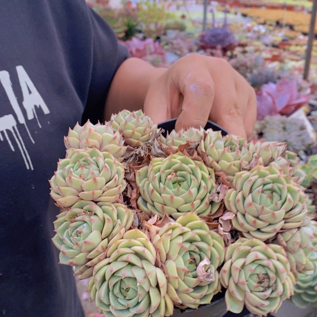 苯巴蒂斯手捧老桩