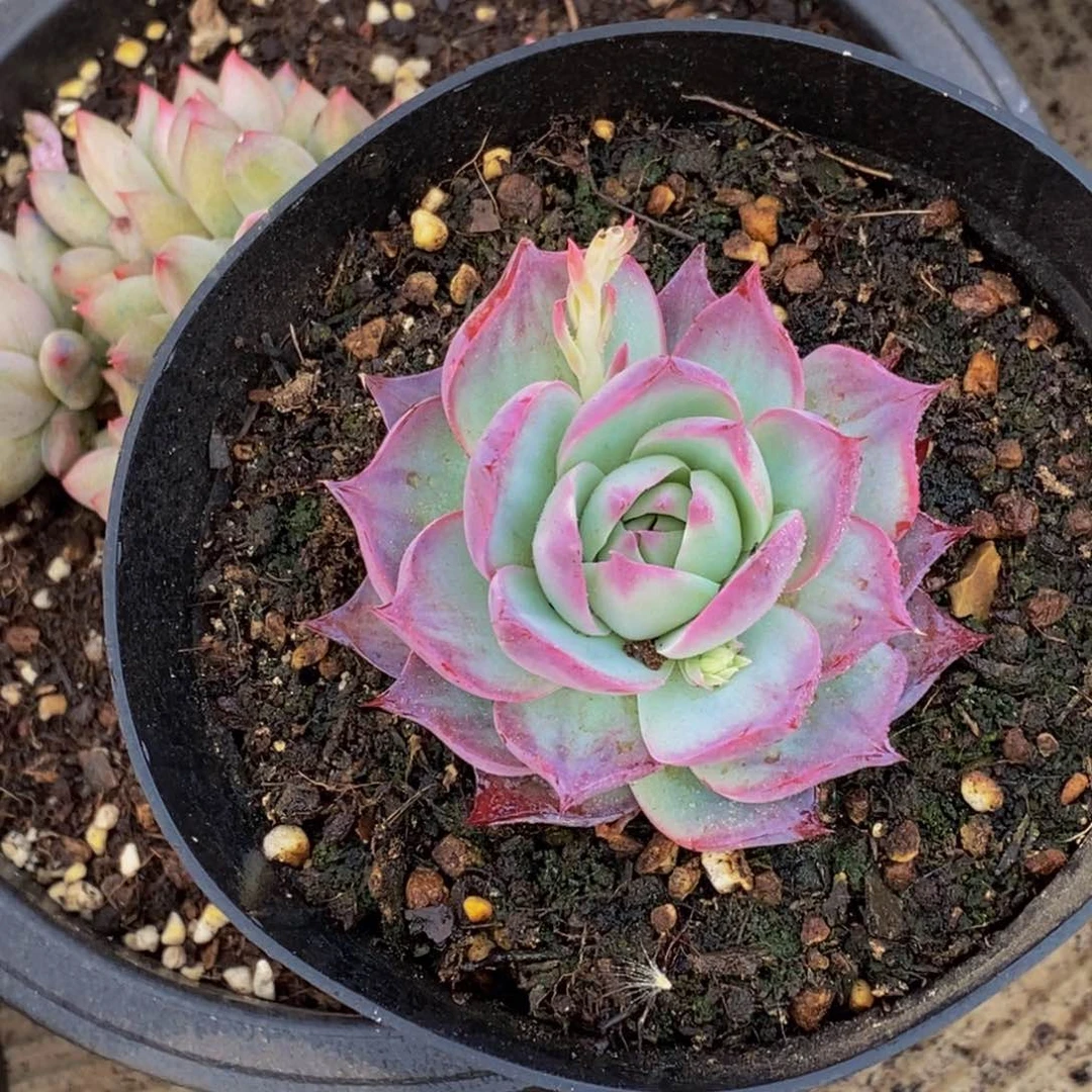 婧**汐48包邮一物一拍多肉