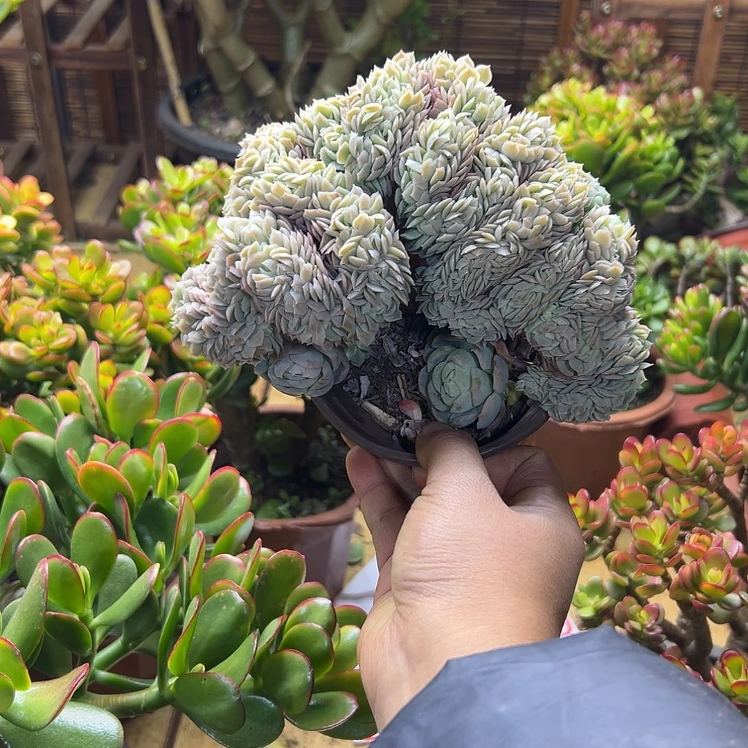 完全开放贝瑞缀化一物一拍多肉