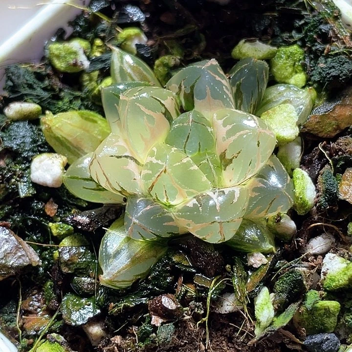 498水晶实生锦一物一