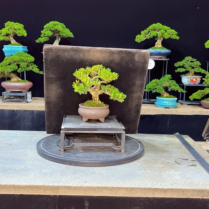 无花朵黄杨盆景四季常绿不落叶