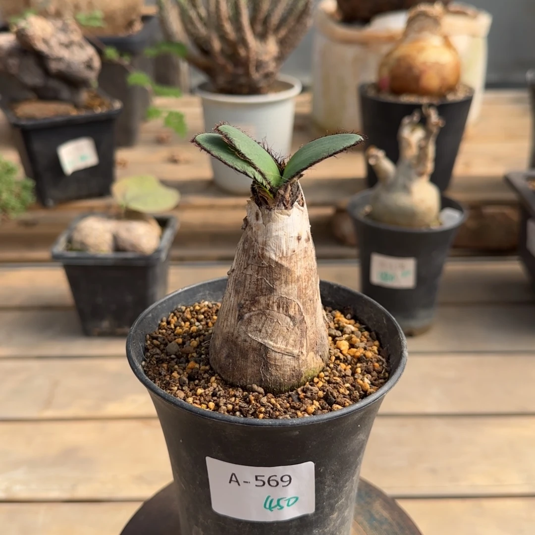 569斑刺花盏块根植物