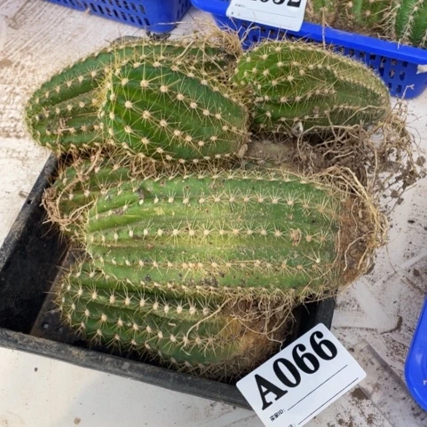 瑕疵毛花柱a 066