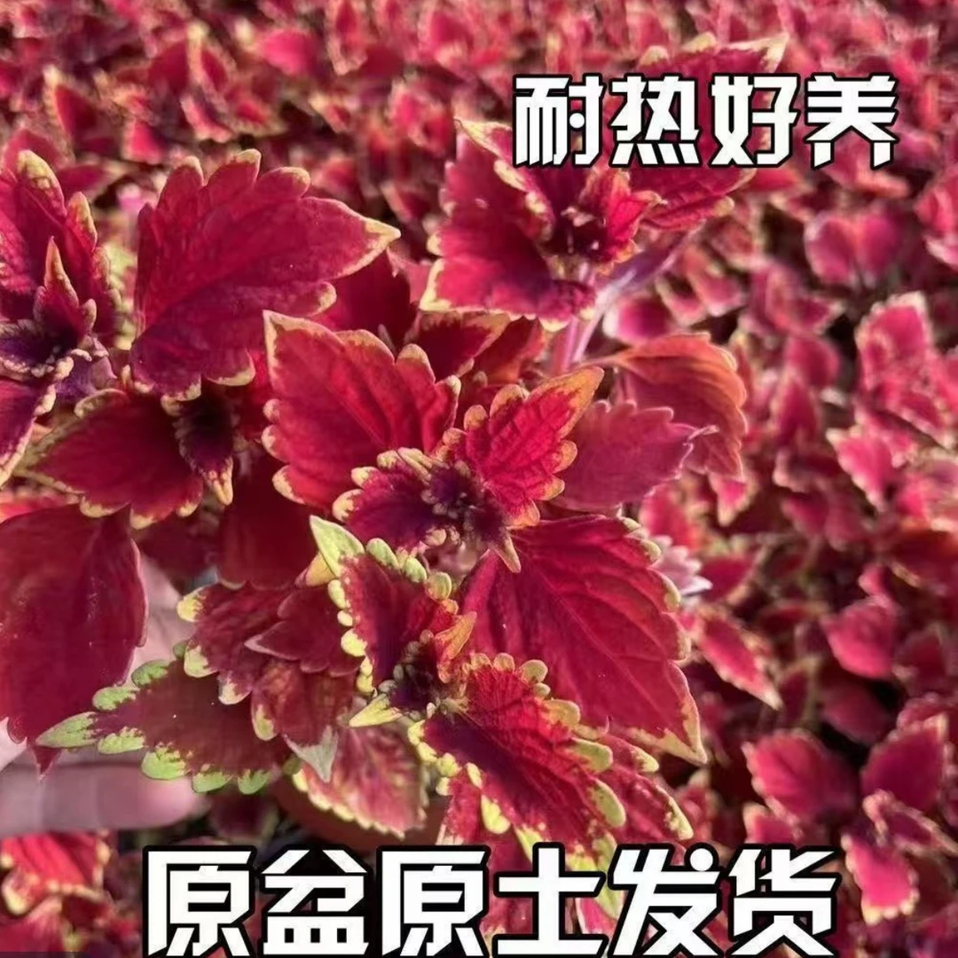 彩叶草盆栽花卉五彩苏观叶植物室内阳台庭院清心草办公室好养绿植