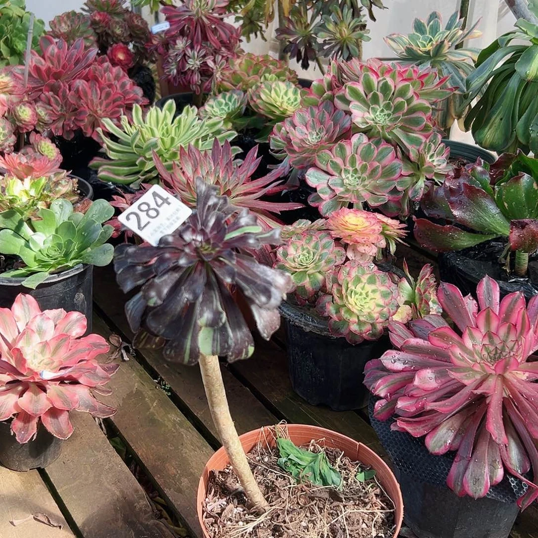 魔法师284多肉植物多肉植物