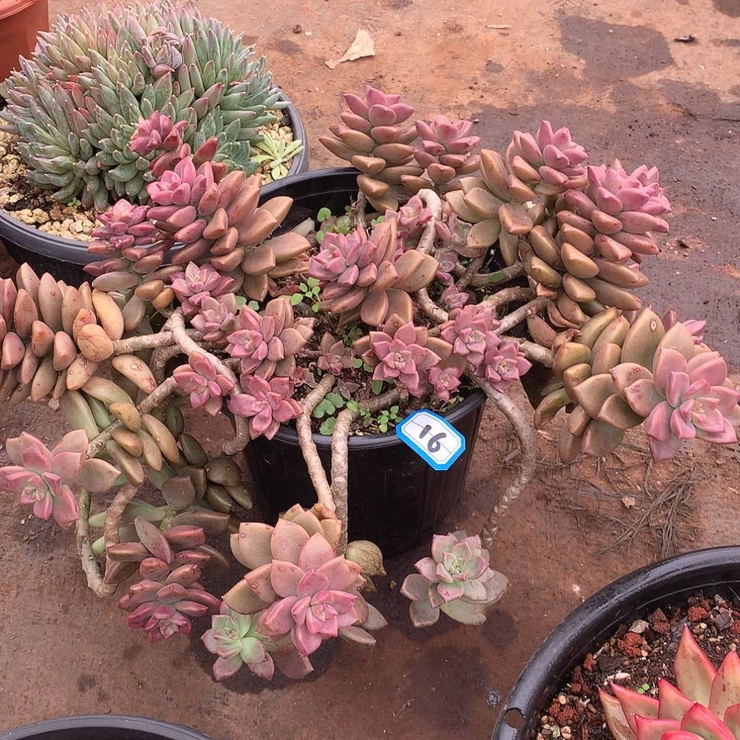 16姬胧月 一物一拍多肉