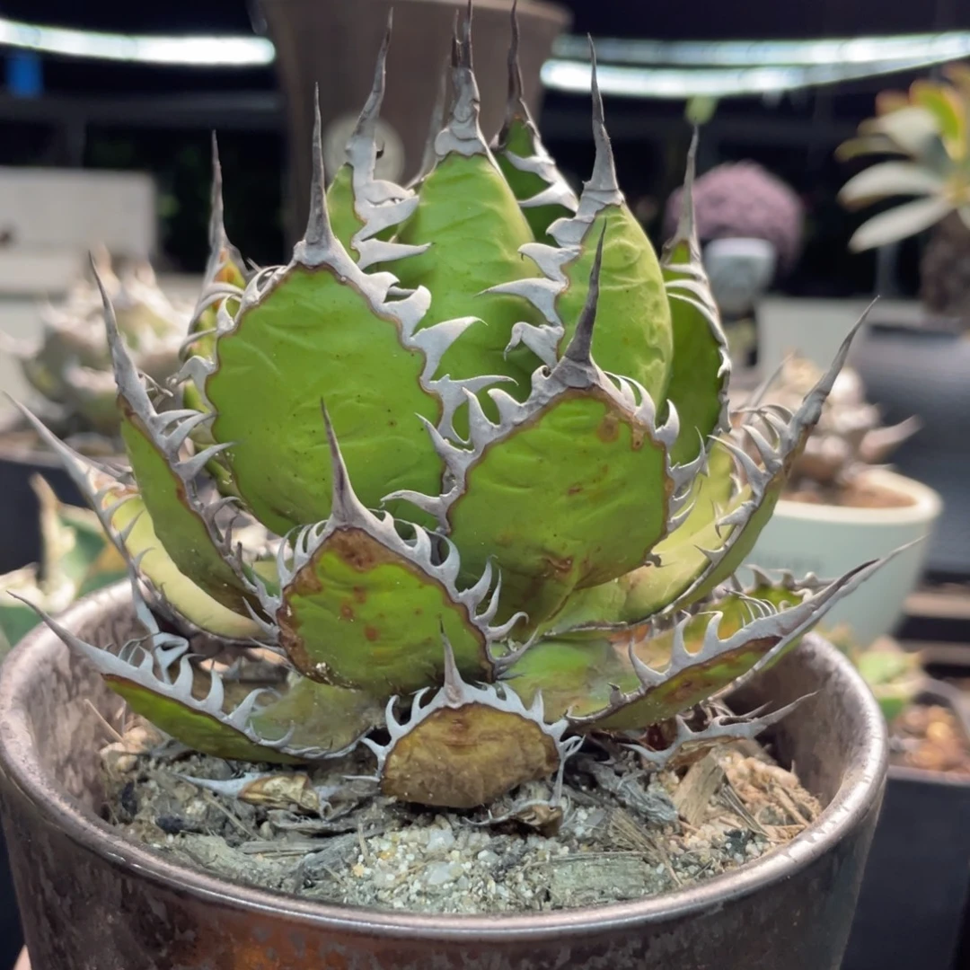 阿***n强密刺霍利达8888888888888888