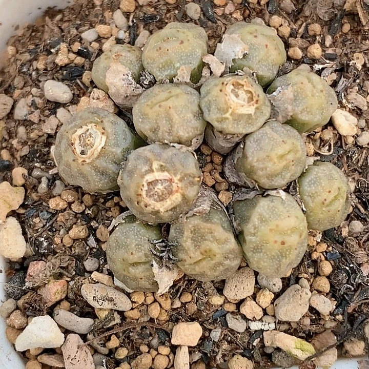 桃喜花园0117-44烧卖