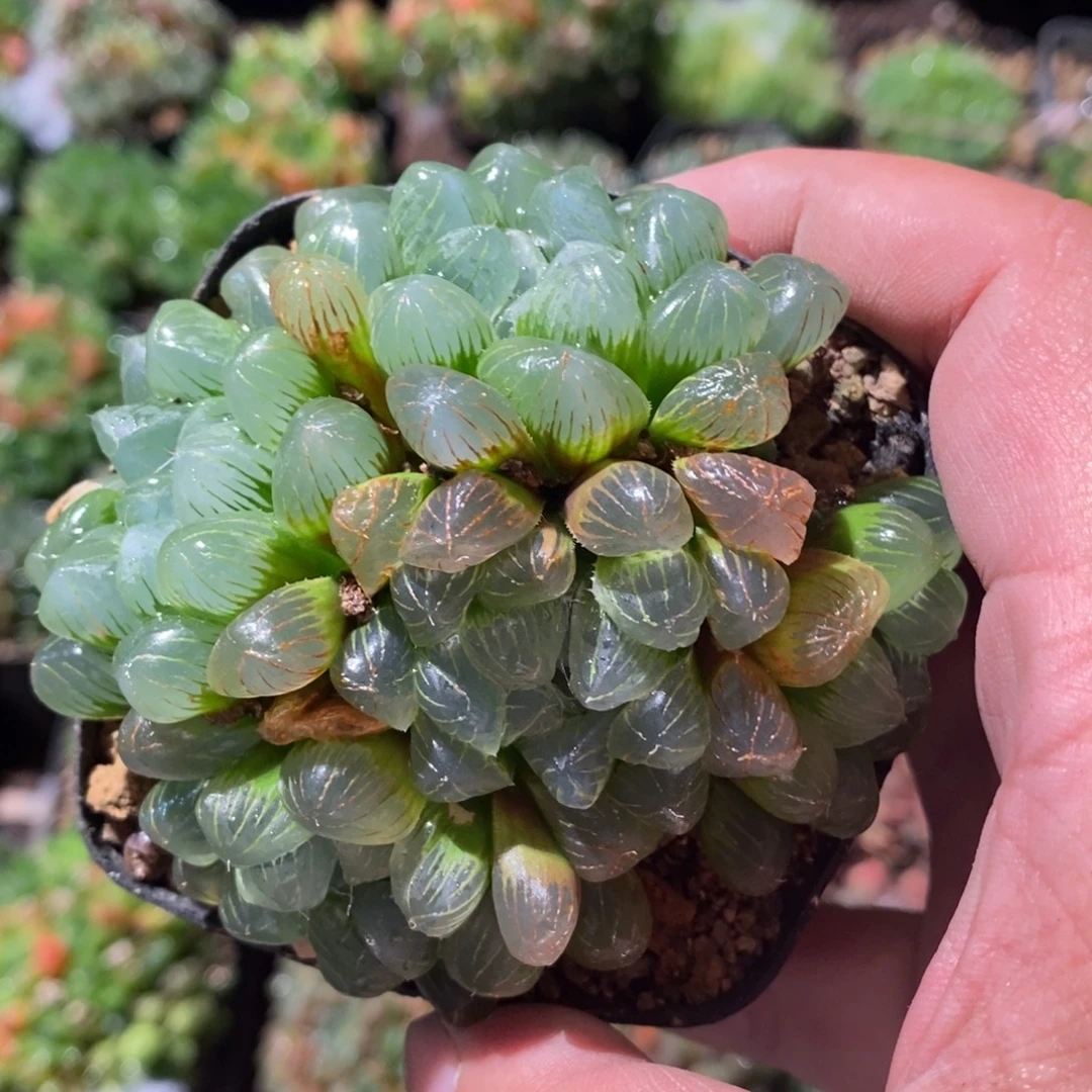 如***）3105 一颗雨露群 福利