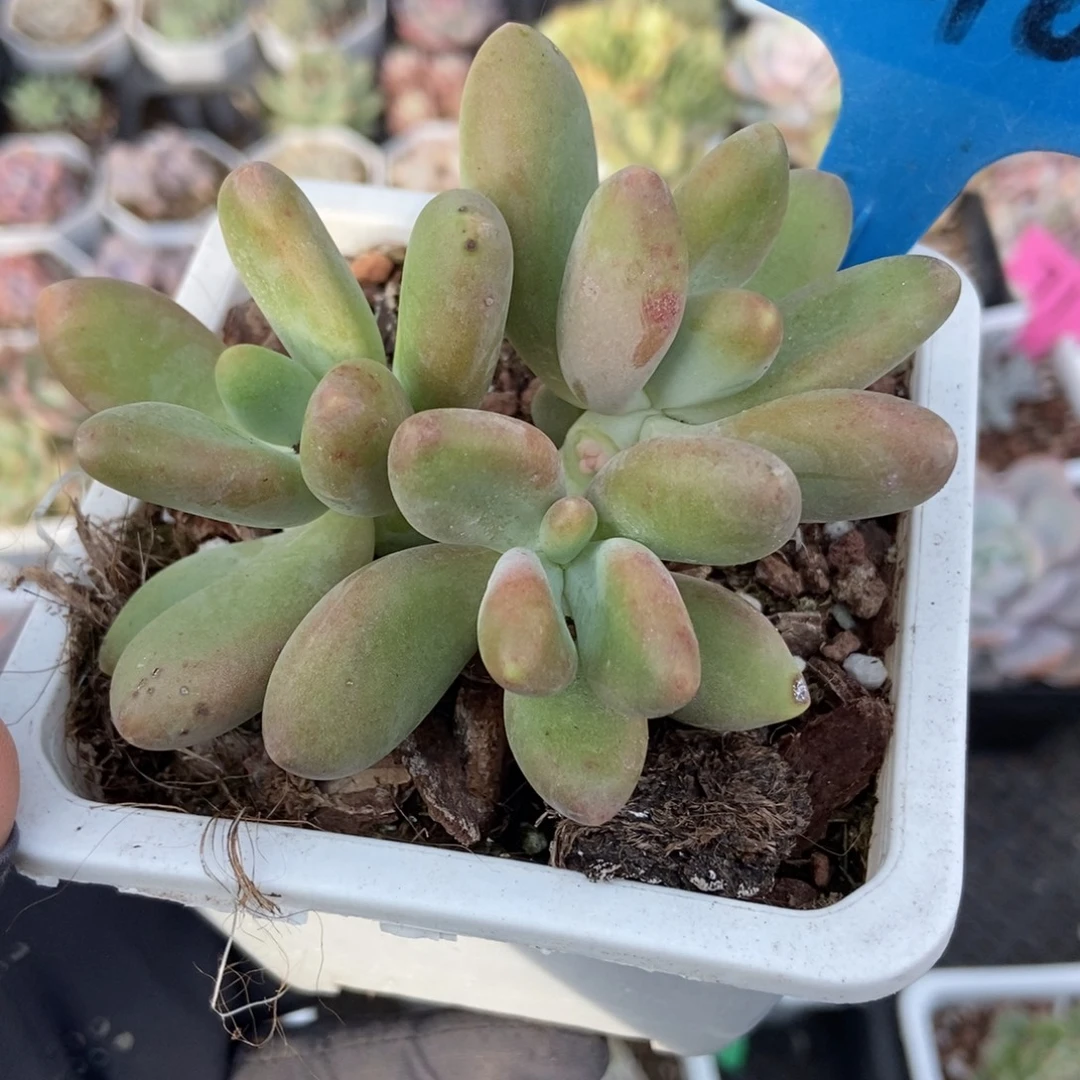 2100芒果奶多肉植物