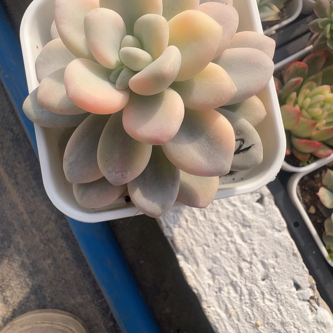 锦***s多肉植物多肉植物