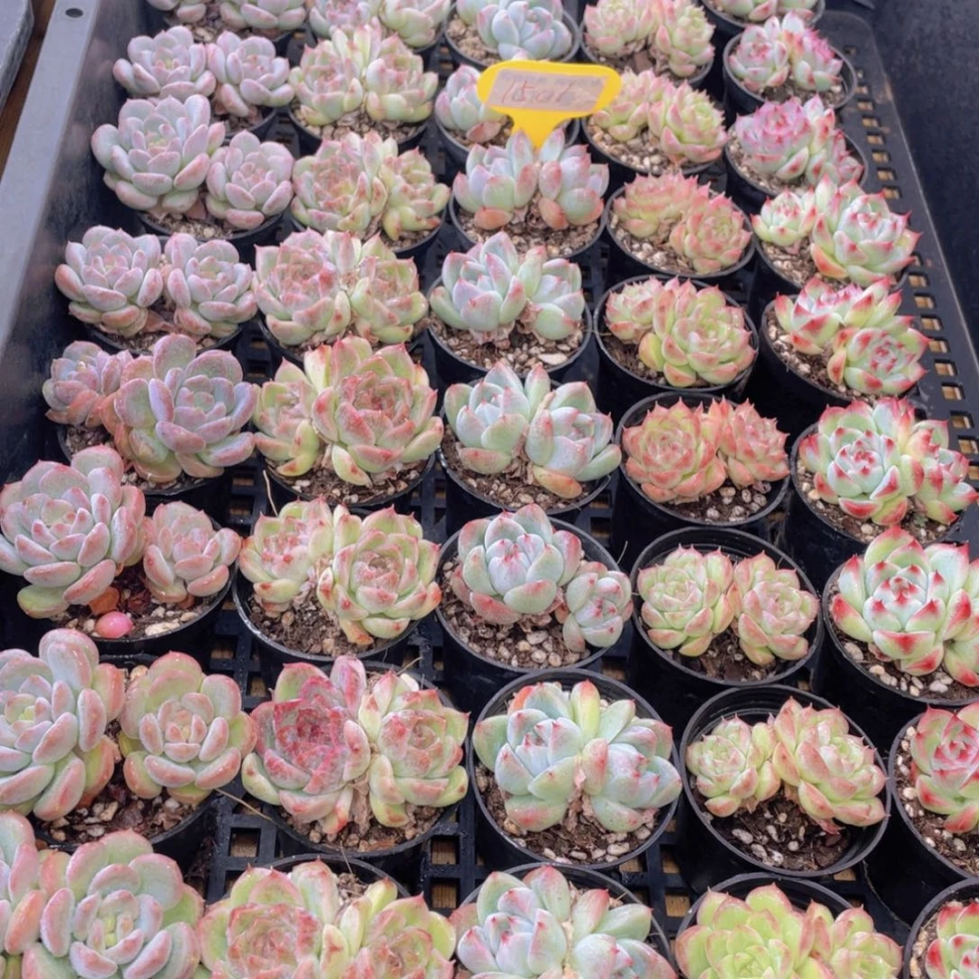 1501号 精美组合双头5个