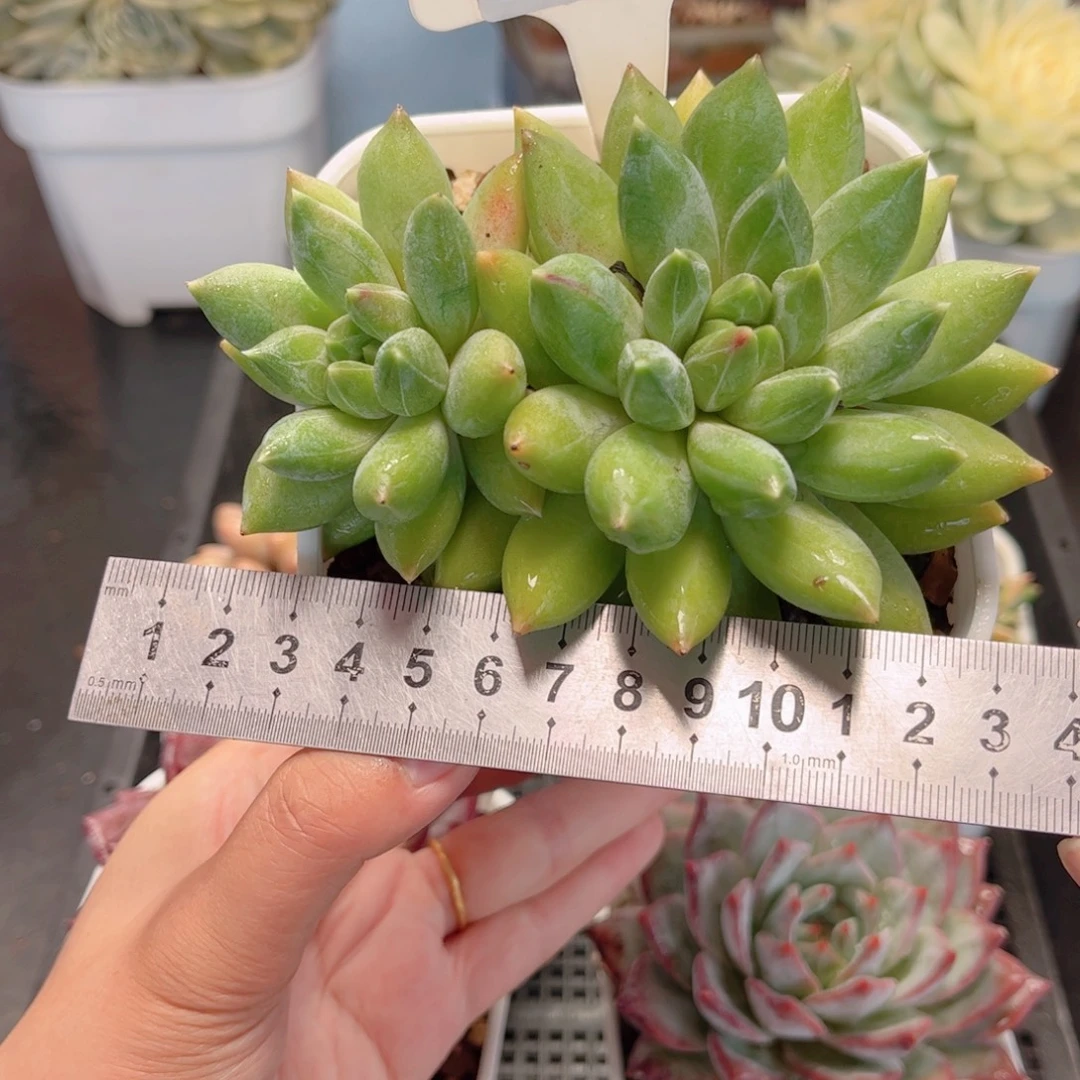 多肉植物0101 一定要拍个冷链哦