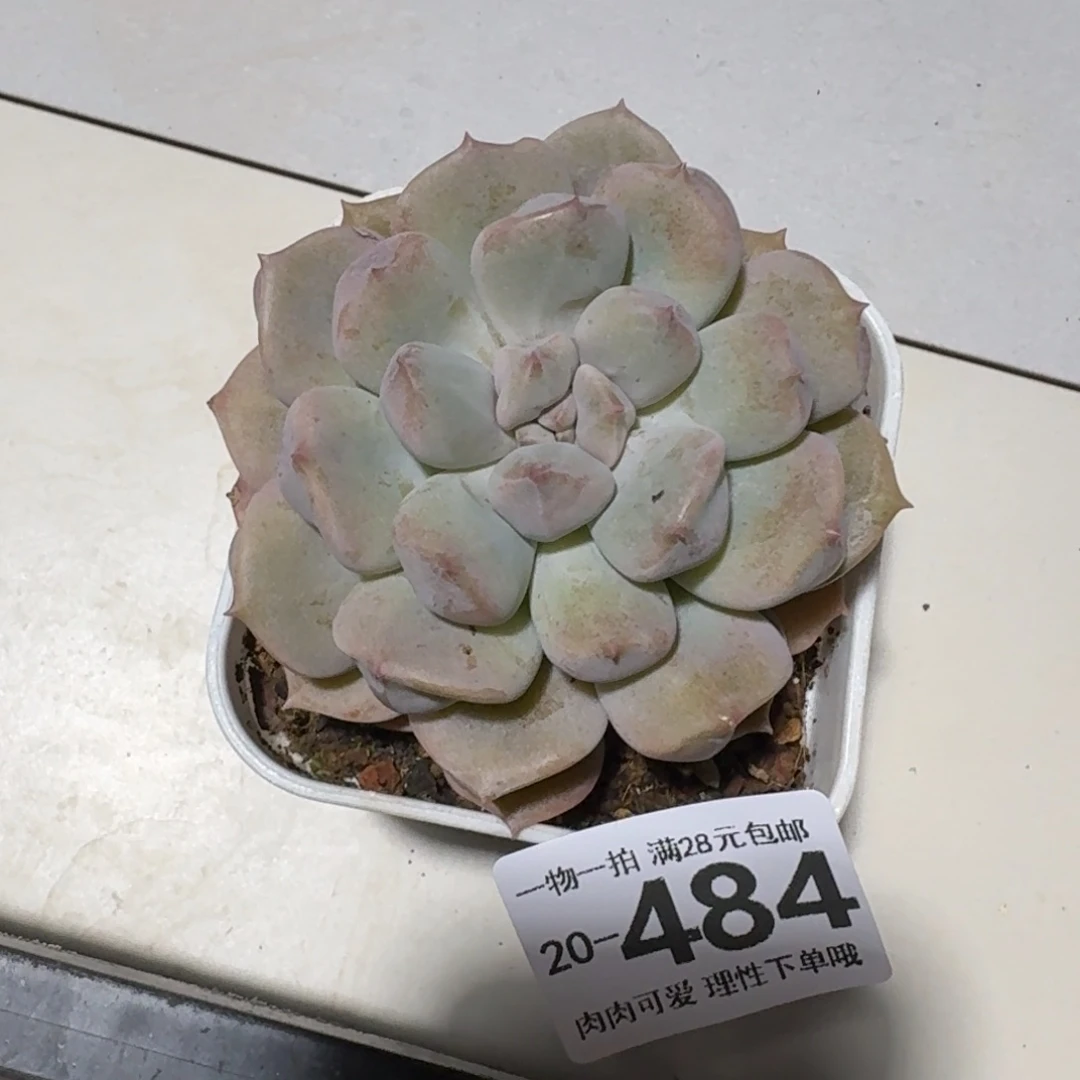 超奶无盆土发货无盆